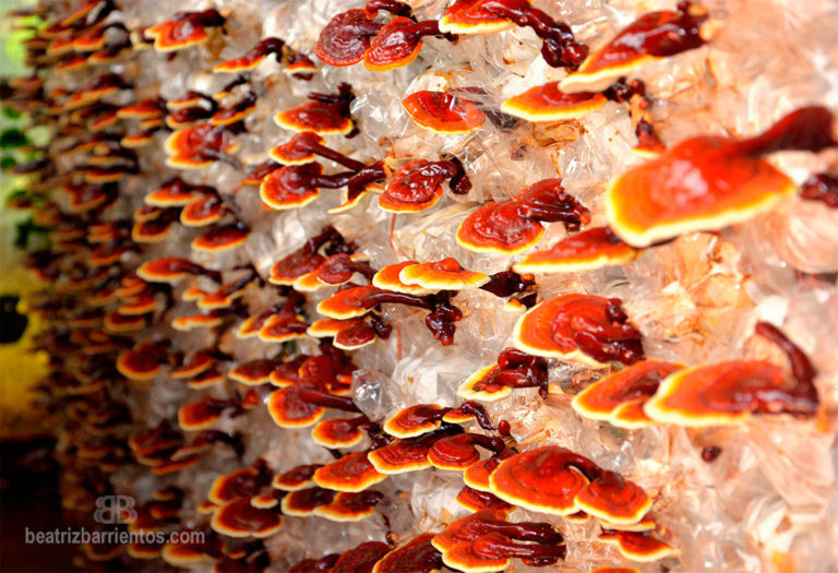 reishi-el-poder-de-los-hongos-medicinales-beatriz-barrientos